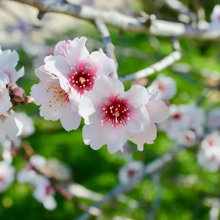 Quinta Da Varzea Do Farelo * Mexilhoeira Grande