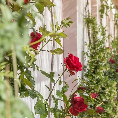 Quinta Da Varzea Do Farelo Hébergement de vacances